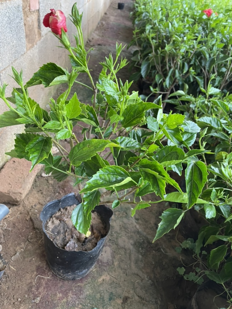 芙蓉牡丹大杯小杯红色桔红色多色小苗
