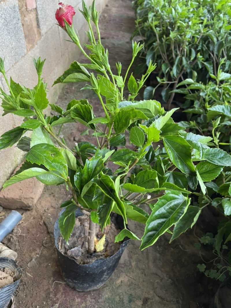 芙蓉牡丹大杯小杯红色桔红色多色小苗
