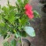 芙蓉牡丹大杯小杯红色桔红色多色小苗