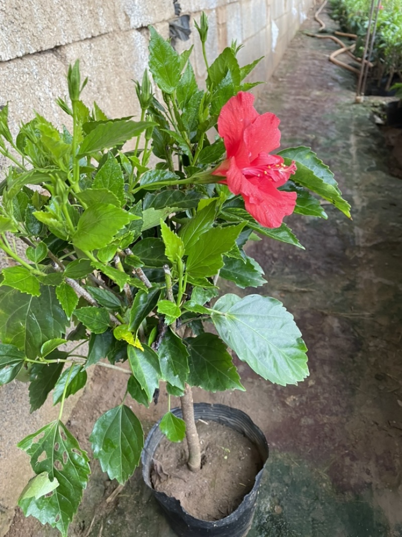 芙蓉牡丹大杯小杯红色桔红色多色小苗