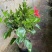 芙蓉牡丹大杯小杯红色桔红色多色小苗