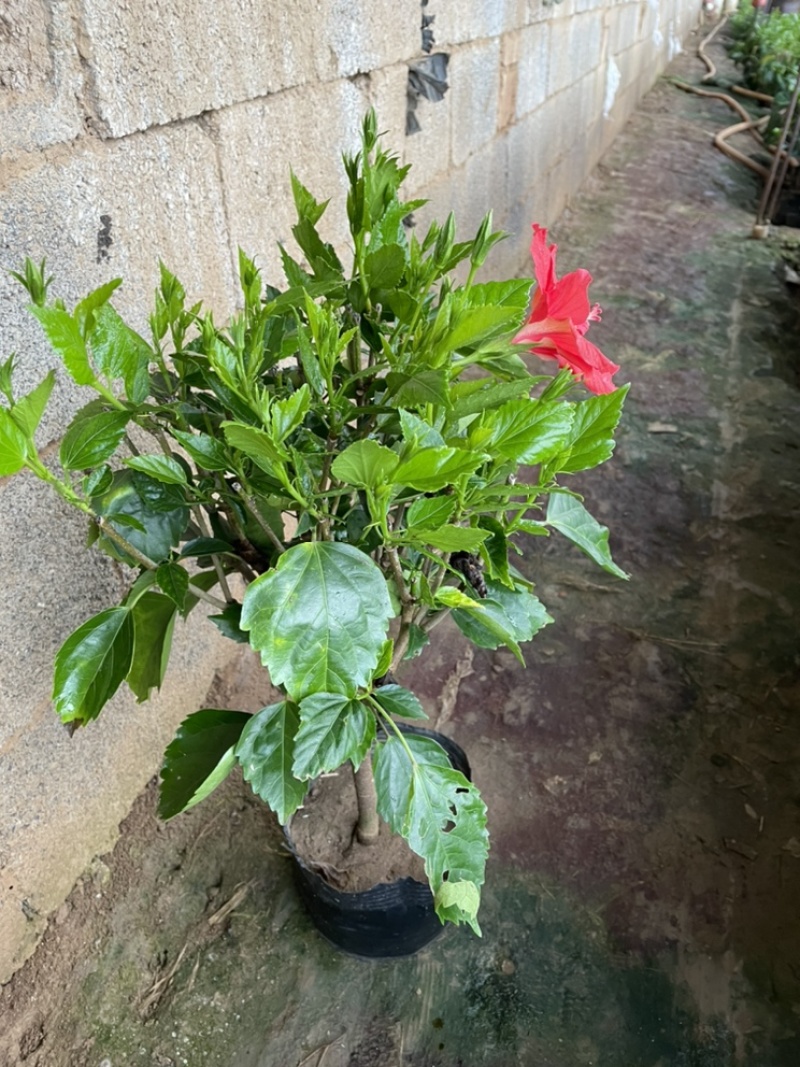 芙蓉牡丹大杯小杯红色桔红色多色小苗