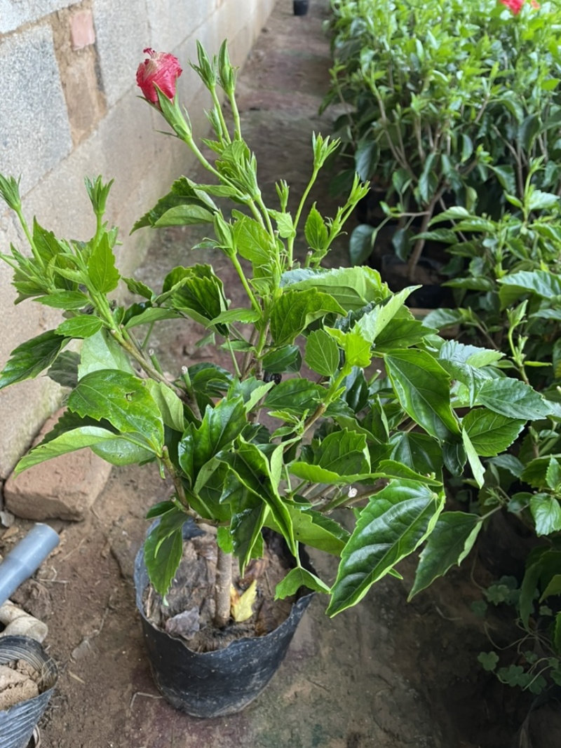 芙蓉牡丹大杯小杯红色桔红色多色小苗