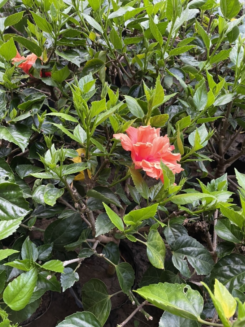 芙蓉牡丹大杯小杯红色桔红色多色小苗