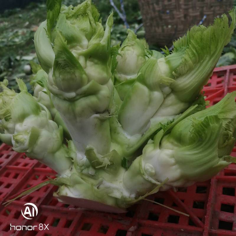 儿菜基地生产丁家儿菜急售