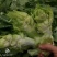 儿菜基地生产丁家儿菜急售