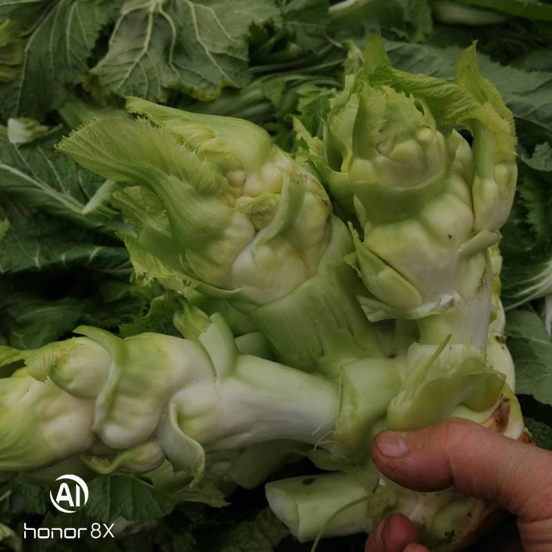 儿菜基地生产丁家儿菜急售