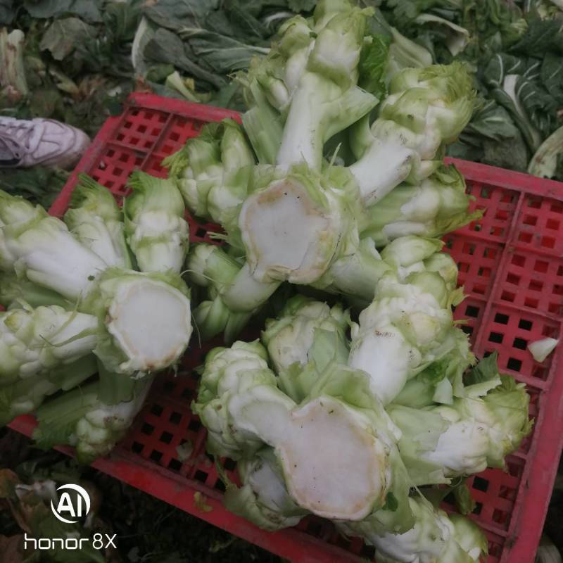 儿菜基地生产丁家儿菜急售