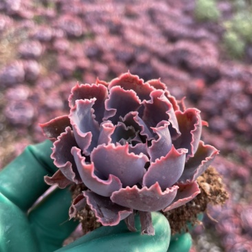 晚霞之舞地苗盆栽多肉