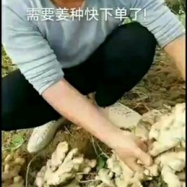 生姜批发，质量保证，货到付款