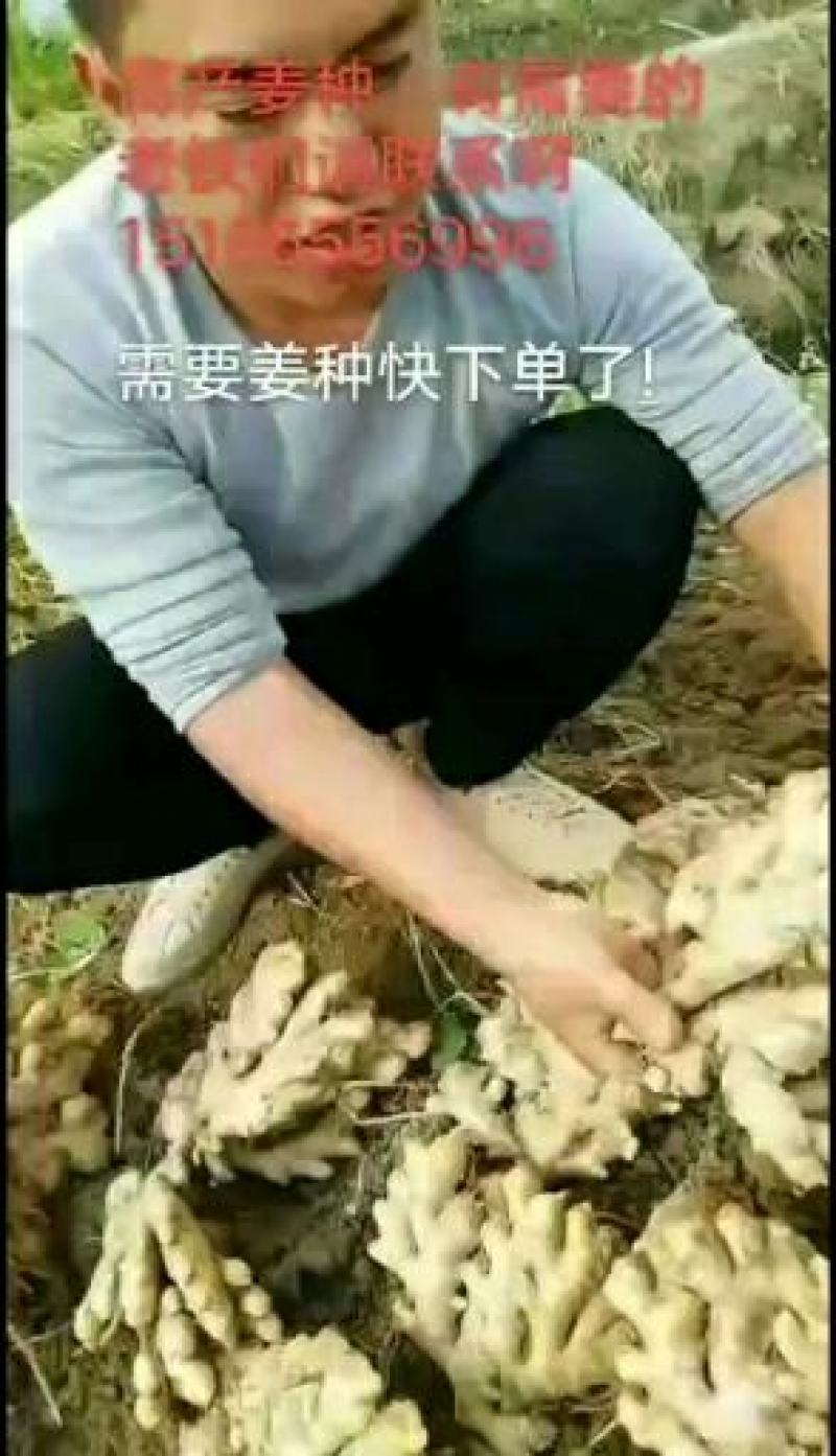 生姜批发，质量保证，货到付款