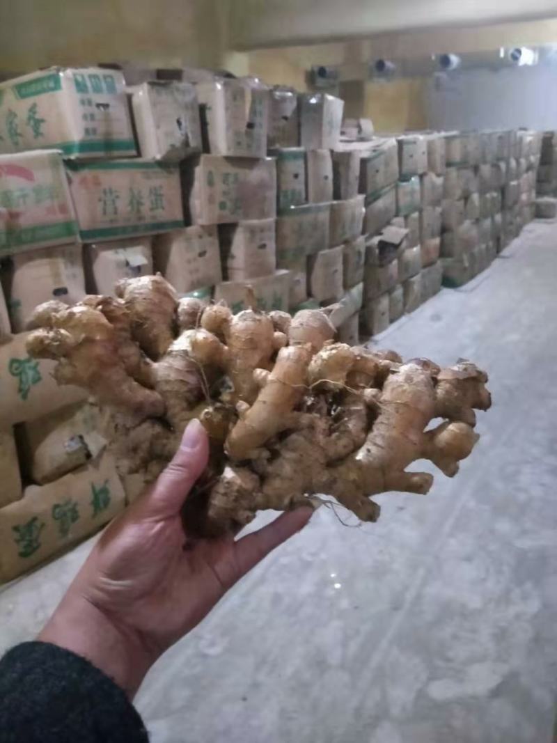 生姜批发，质量保证，货到付款