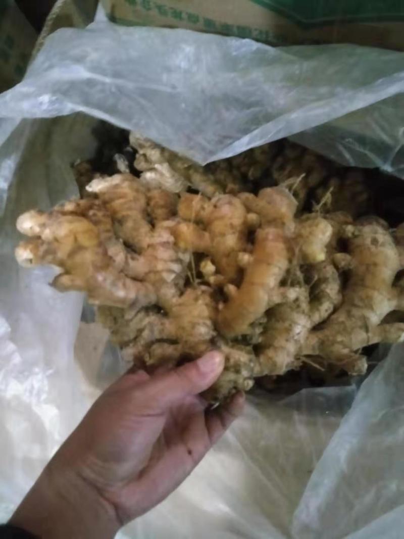 生姜批发，质量保证，货到付款