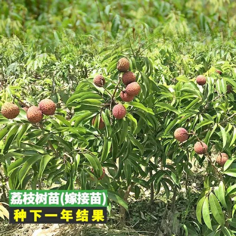 荔枝苗嫁接苗！规格大小都有！，无核荔枝，妃子笑，桂味