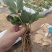 越丽草莓苗/越丽草莓品种介绍/越丽草莓苗价格多少钱