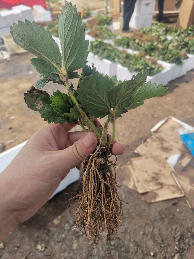 越丽草莓苗/越丽草莓品种介绍/越丽草莓苗价格多少钱