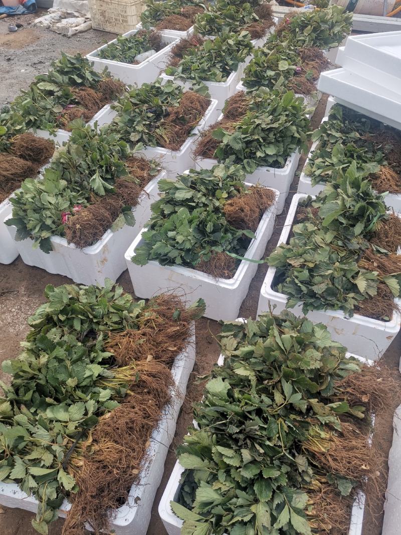 越心草莓苗/越心草莓品种介绍/越心草莓苗价格多少钱