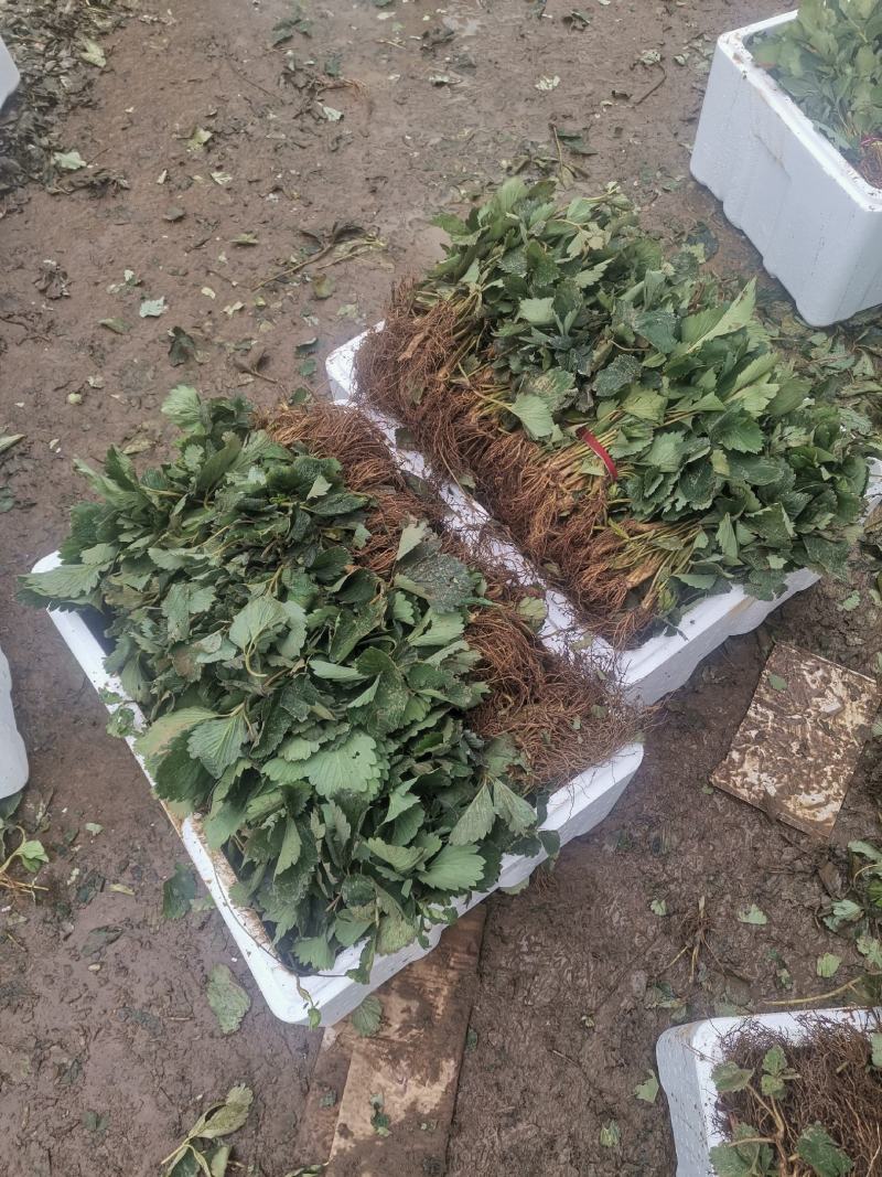 明晶草莓苗/明晶草莓品种介绍/明晶草莓苗价格多少钱