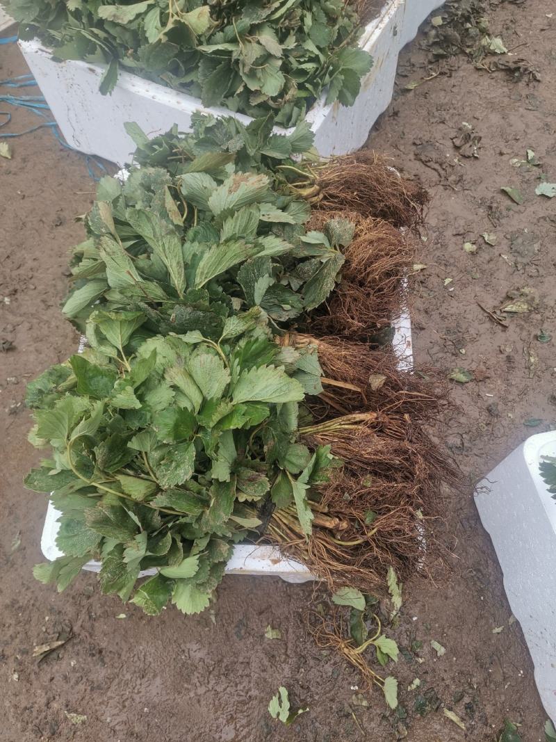 白草莓苗/白草莓品种介绍/白草莓苗价格多少钱