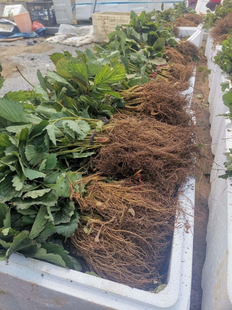 白草莓苗/白草莓品种介绍/白草莓苗价格多少钱
