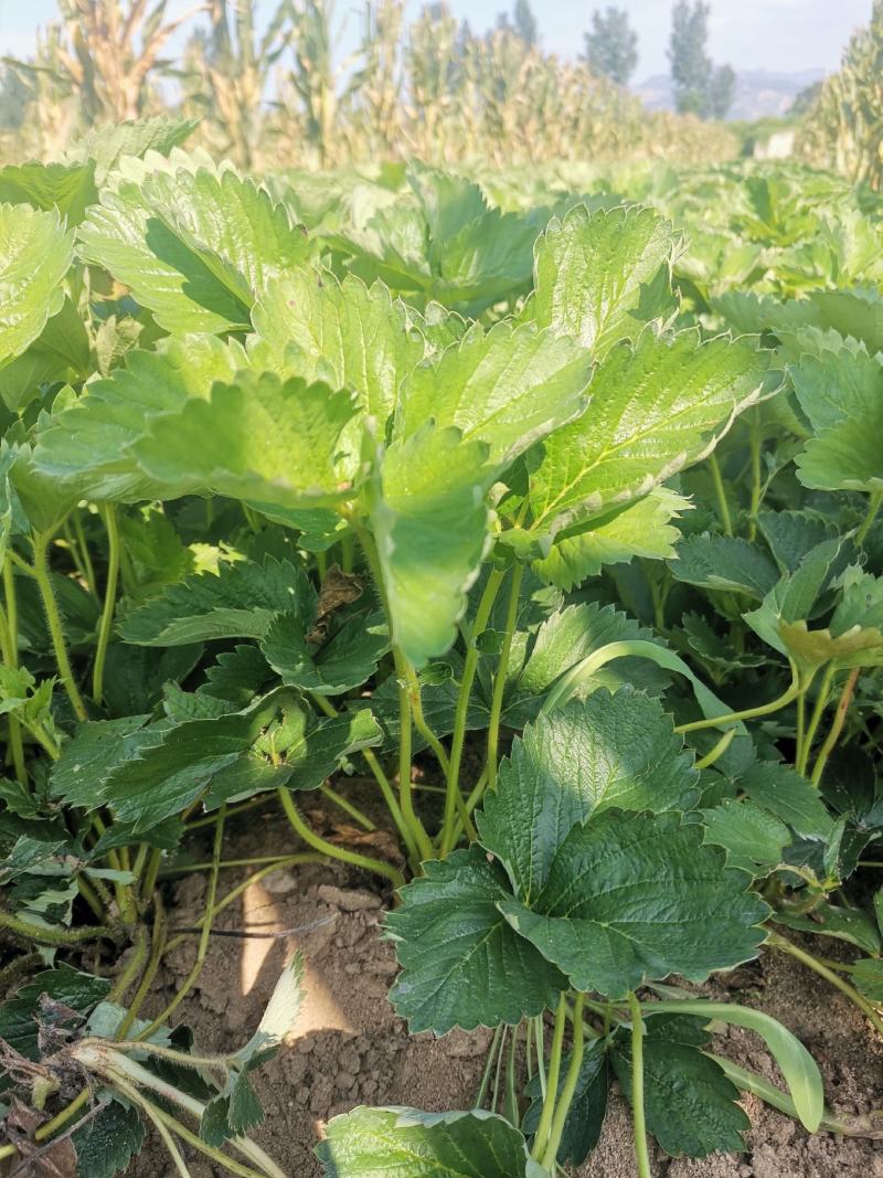 红颊草莓苗/红颊草莓品种介绍/红颊草莓苗价格多少钱
