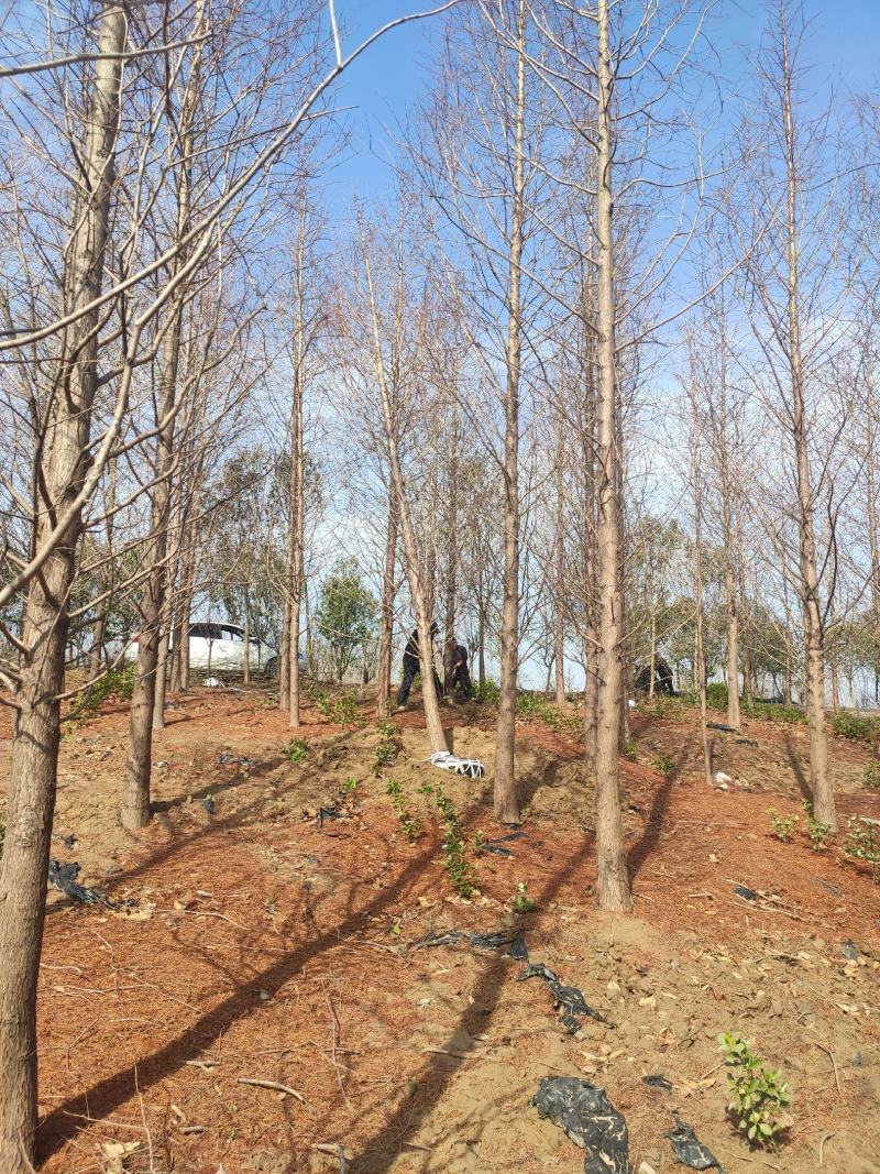 落羽杉水杉池杉中山杉北美红杉等杉木品种全苗圃在江苏盐城
