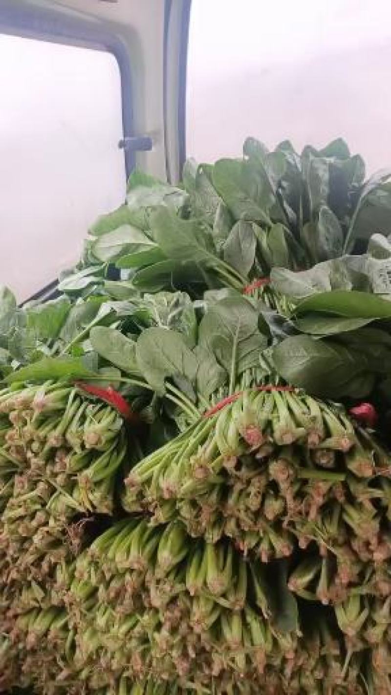 河北菠菜大叶，诚信经营，专业产地代收带办