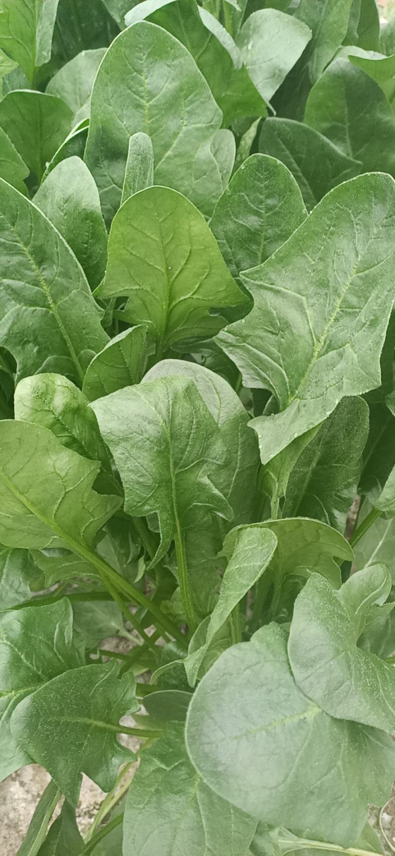河北菠菜大叶，诚信经营，专业产地代收带办