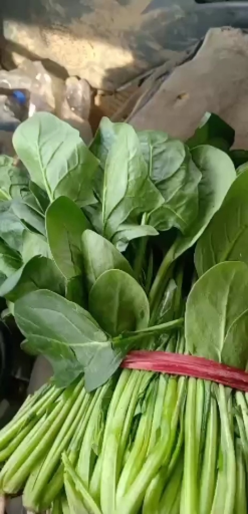 河北菠菜大叶，诚信经营，专业产地代收带办