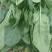 河北菠菜大叶，诚信经营，专业产地代收带办