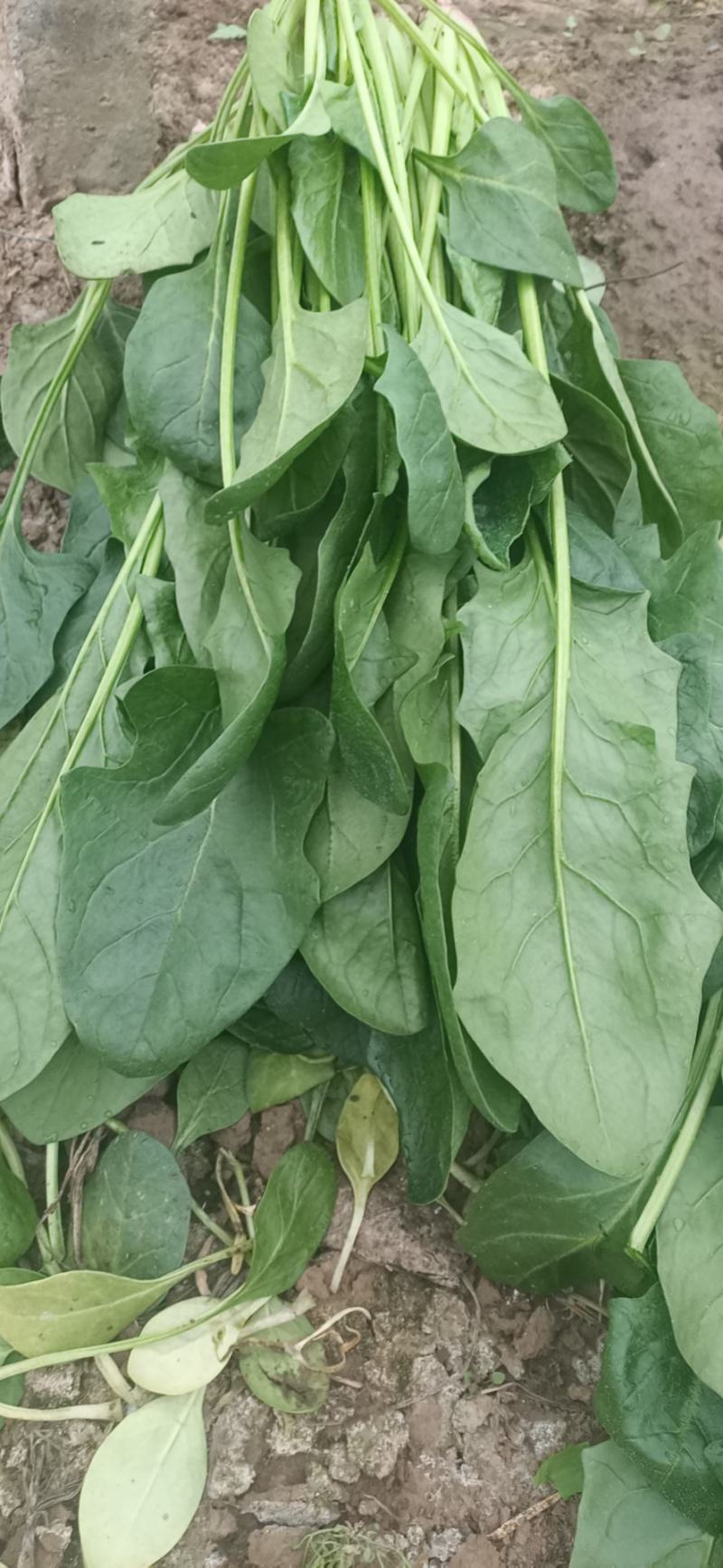 河北菠菜大叶，诚信经营，专业产地代收带办