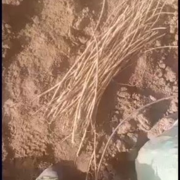 出售黄芪苗子数量有限