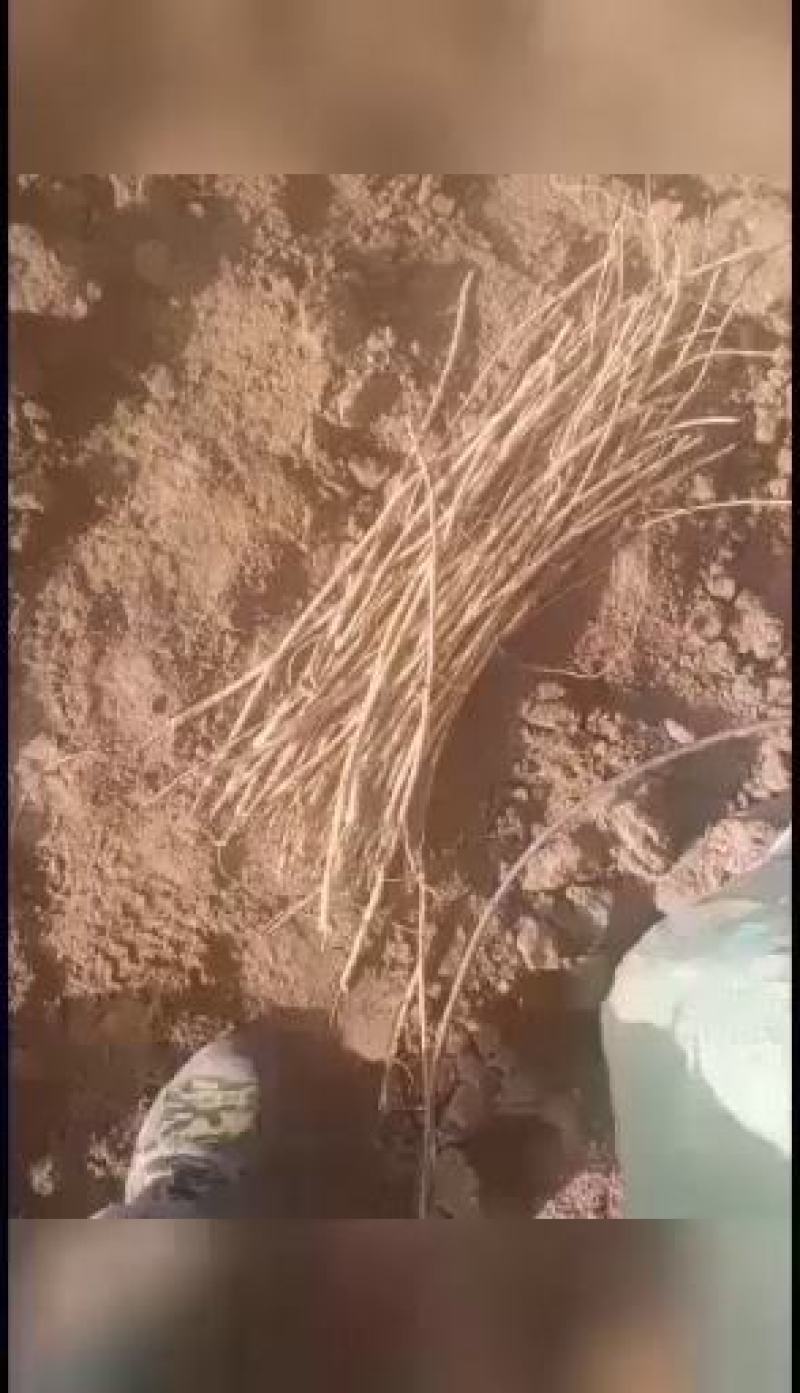 出售黄芪苗子数量有限