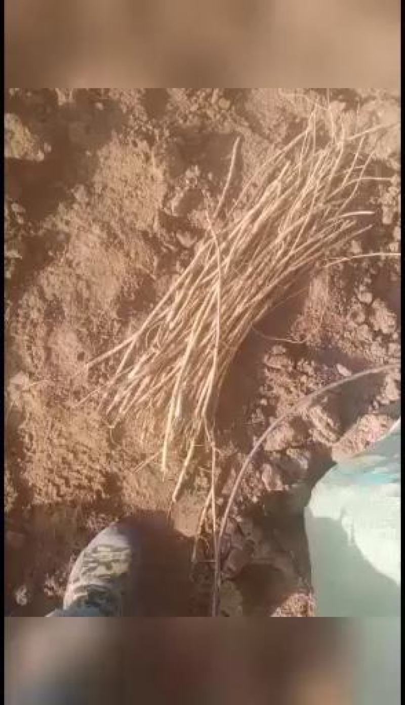 出售黄芪苗子数量有限