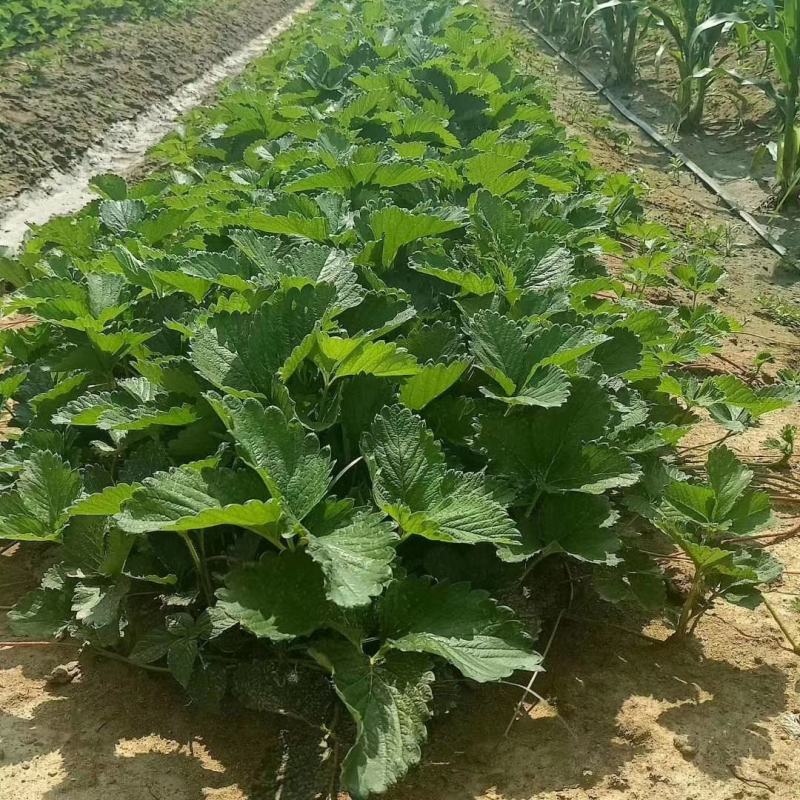 甜查理草莓苗/甜查理草莓品种介绍/甜查理草莓苗价格多少钱