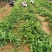 甜查理草莓苗/甜查理草莓品种介绍/甜查理草莓苗价格多少钱