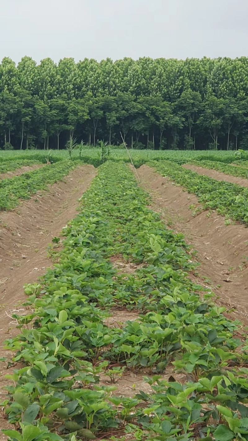 甜查理草莓苗/甜查理草莓品种介绍/甜查理草莓苗价格多少钱
