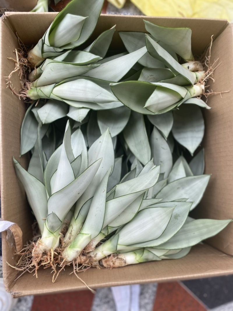 白玉兰虎皮兰自家基地种植