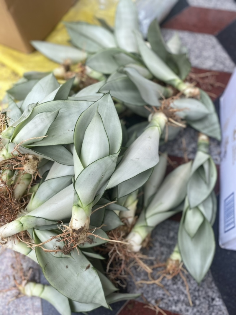 白玉兰虎皮兰自家基地种植