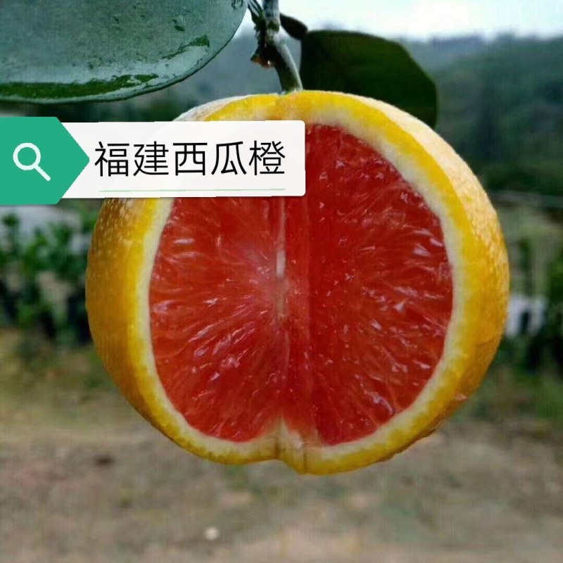 【橙子苗】福建西瓜橙苗/赣南红肉脐橙/卡拉血橙苗