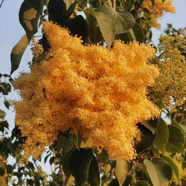 丁香花苗，丁香花树苗，丁香花树嫁接苗，紫丁香暴马丁香