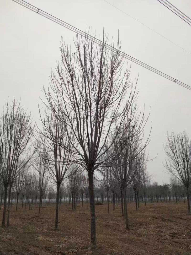 【优质苗木】白蜡10公分12公分13公分15公分白蜡，