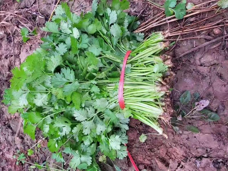 精品大叶香菜大量上市，叶面绿，杆粗，代发各地