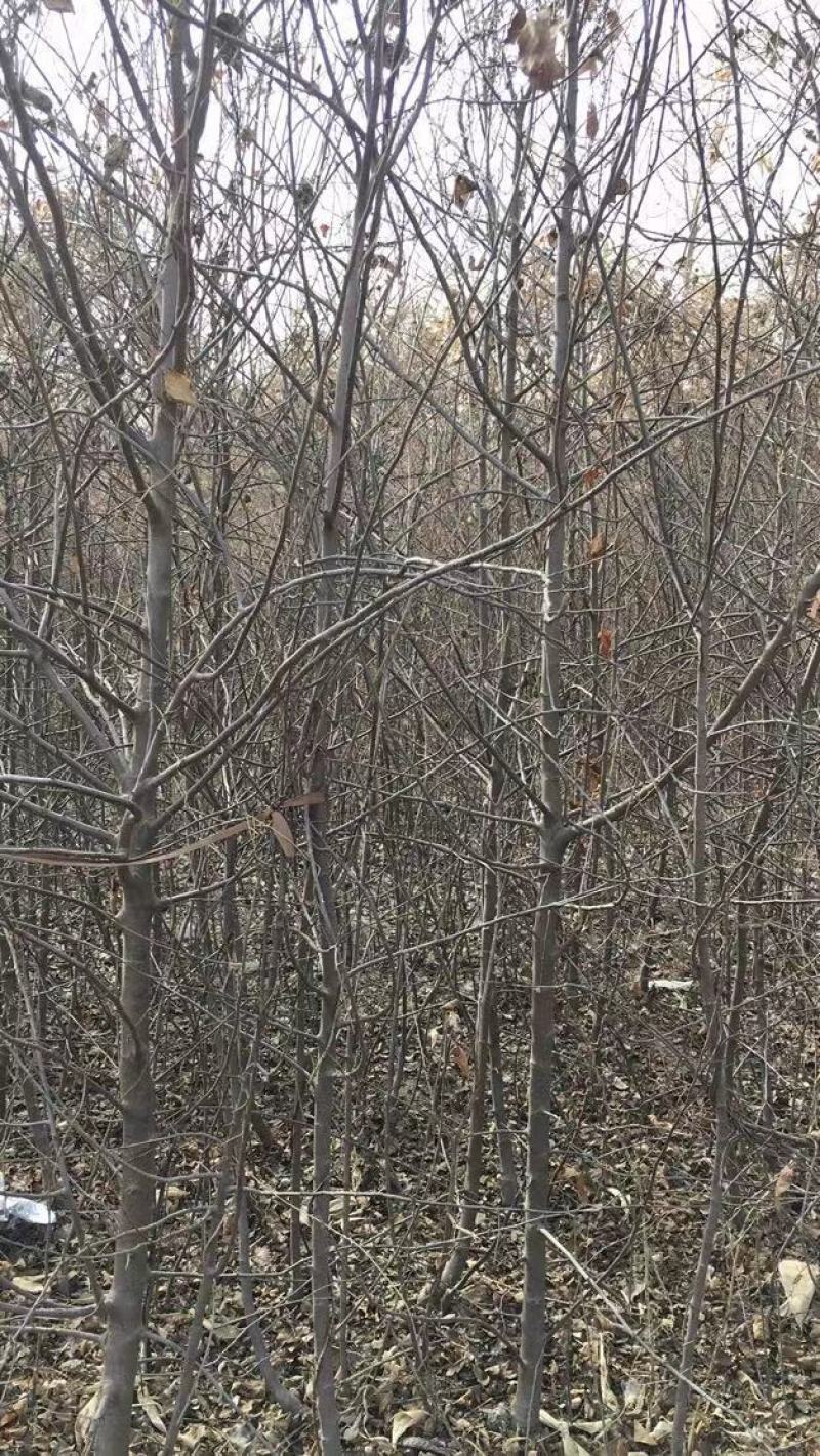 清地处理2—5个烟富八，10，苹果苗，维纳斯黄金树苗