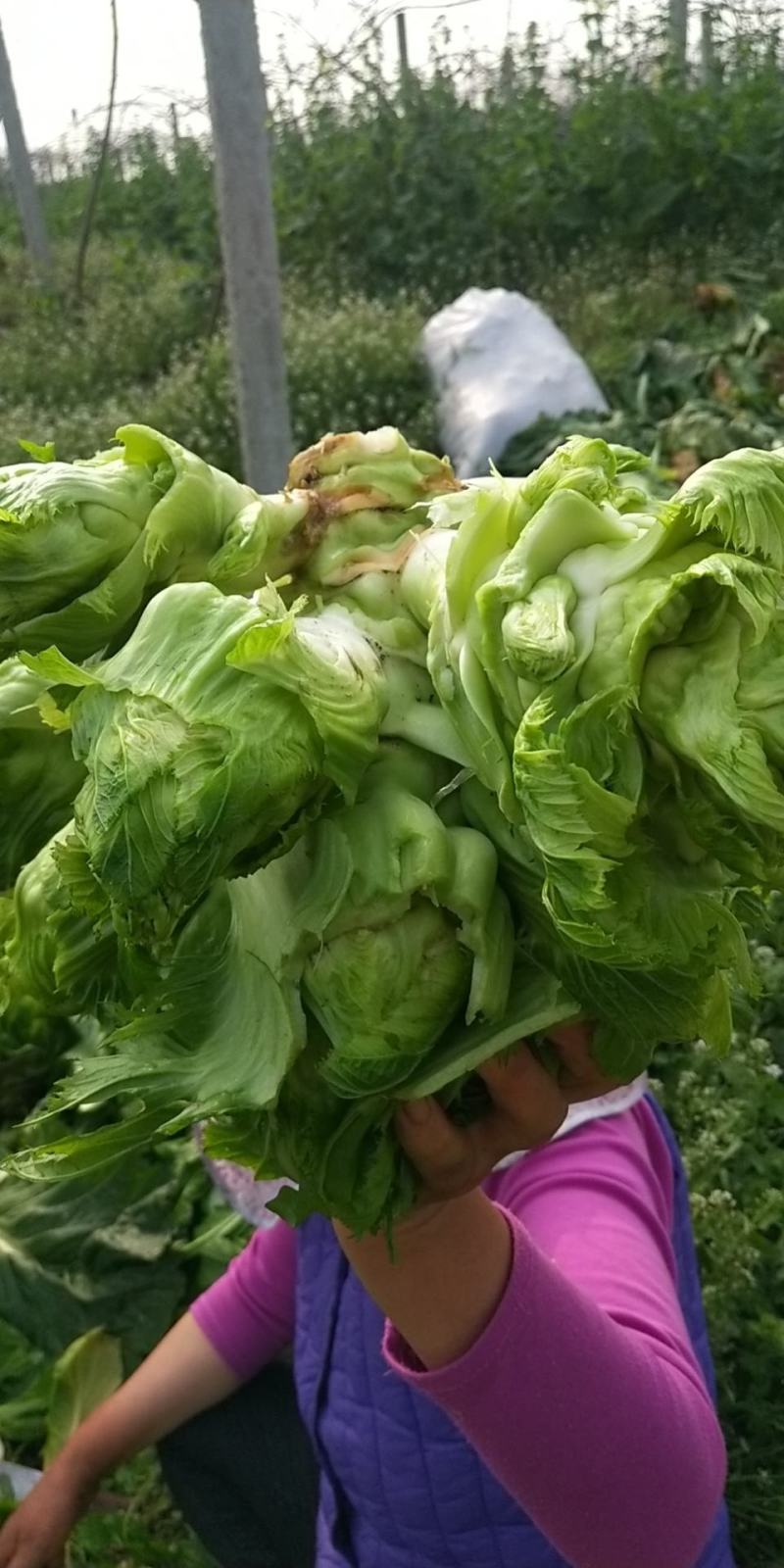 儿菜雅安芦山大量供应儿菜，现有大量货源，需要的联系。