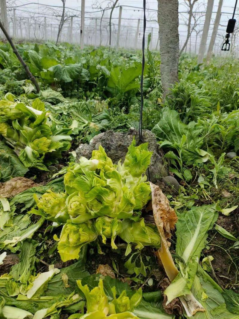 儿菜雅安芦山大量供应儿菜，现有大量货源，需要的联系。
