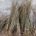 紫荆苗适合南北方种植庭院栽上几排美丽极了