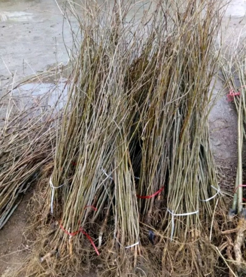 紫荆苗适合南北方种植庭院栽上几排美丽极了
