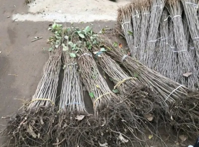 紫荆苗适合南北方种植庭院栽上几排美丽极了