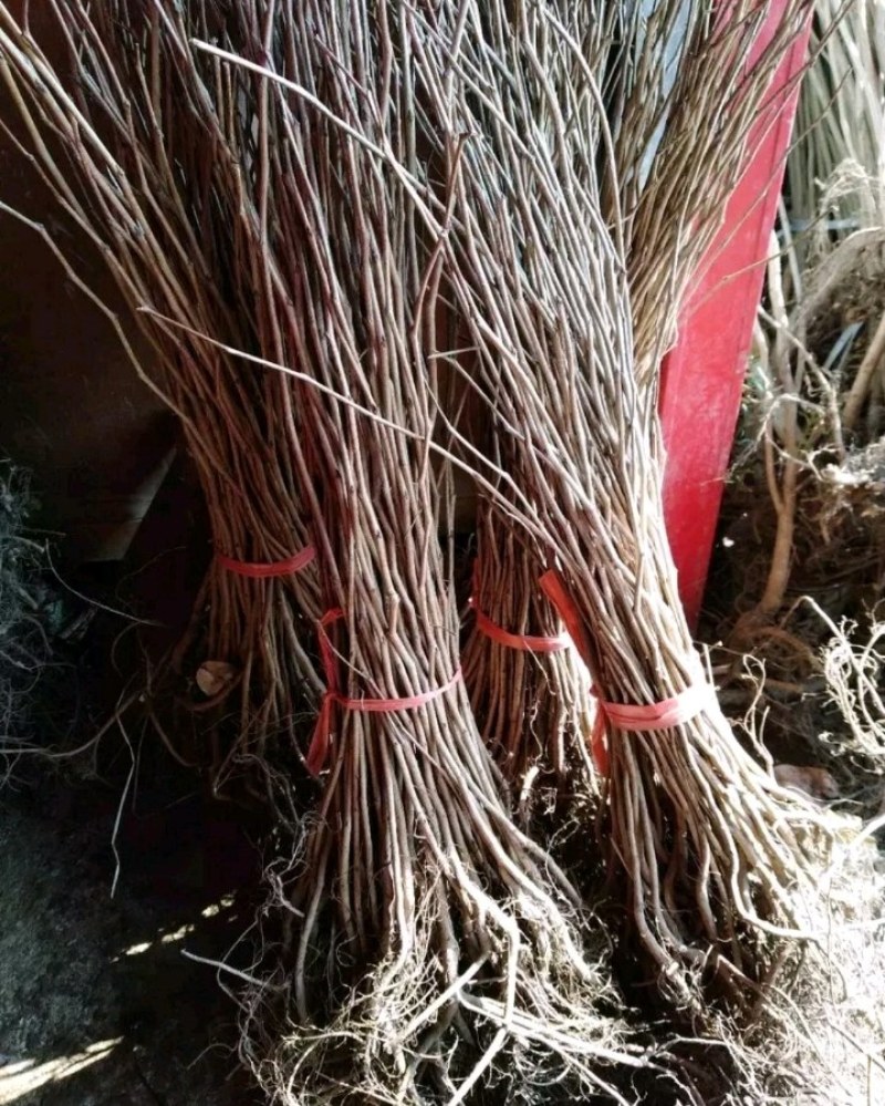 紫荆苗适合南北方种植庭院栽上几排美丽极了